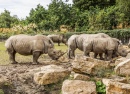 White Rhinos in Dublin Zoo