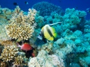 Bannerfish in the Red Sea
