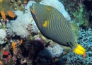 Orange Striped Triggerfish, Red Sea, Egypt