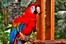 Parrot from Izmir Wildlife Park