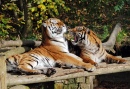 Tigers at Play, Dudley Zoo