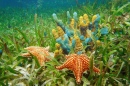 Underwater Life with Sponges and Starfish