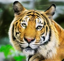Face of a Tiger