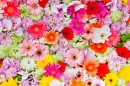 Carpet of Flowers