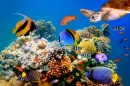 Tropical Fish and Turtle on a Coral Reef