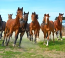 Herd of Hurrying Horse