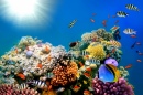 Bright Colors of the Coral Reef