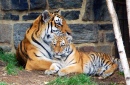 5 Month Old Tiger Cub with Mom