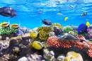 Corals and Fish, Red Sea, Egypt