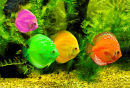 Colorful Fishes