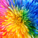 Rainbow Flower