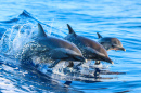 Spotted Dolphin Family