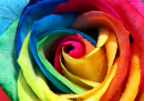 Multicolor Rose