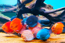 Colorful Fish in the Aquarium
