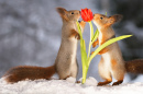 Red Squirrels, Red Tulip