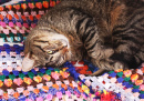 A Cat on a Crochet Blanket