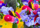 Violets, Pansies, Daisies and Ranunculus