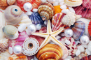 Seashells and Pearls