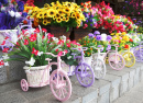 Flowers in Bicycle Pots