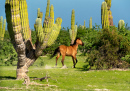 Wild Horse in Baja California Sur