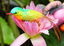 Bird on a Lotus Flower